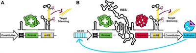 A Single Transcript Knockdown-Replacement Strategy Employing 5’ UTR Secondary Structures to Precisely Titrate Rescue Protein Translation